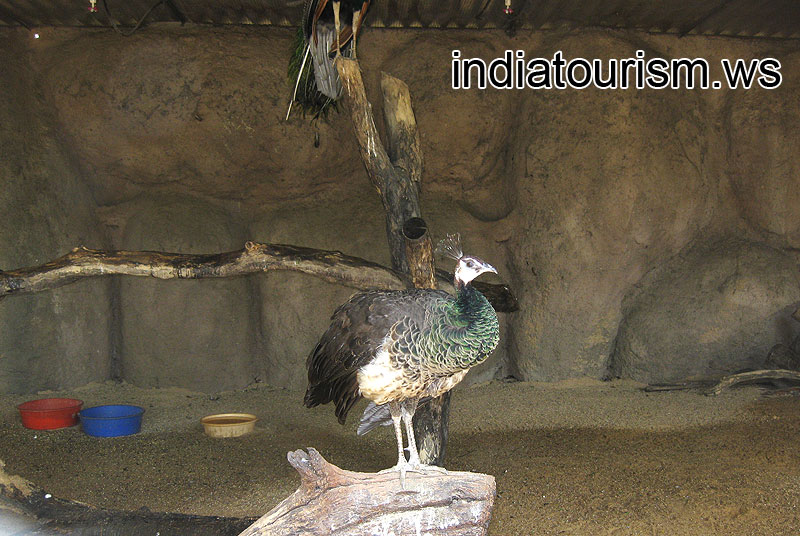 Peafowl