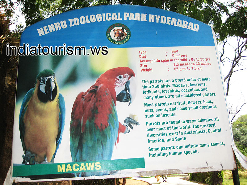 Macaws, the information board
