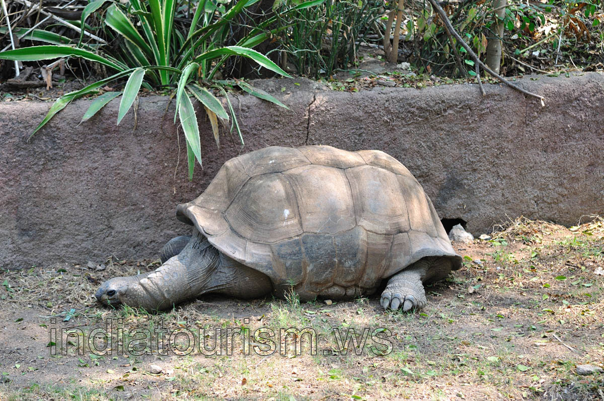 Galapagos giant tortoise