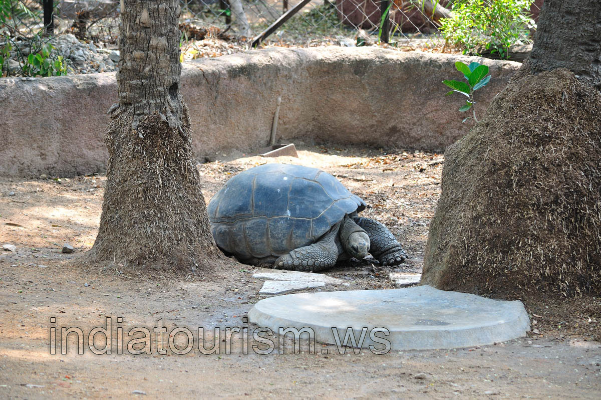 Galapagos tortoise (Chelonoidis nigra)