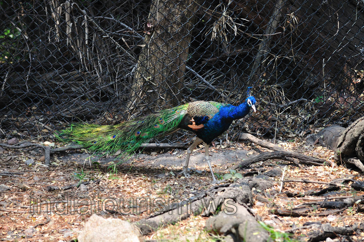 Peacock