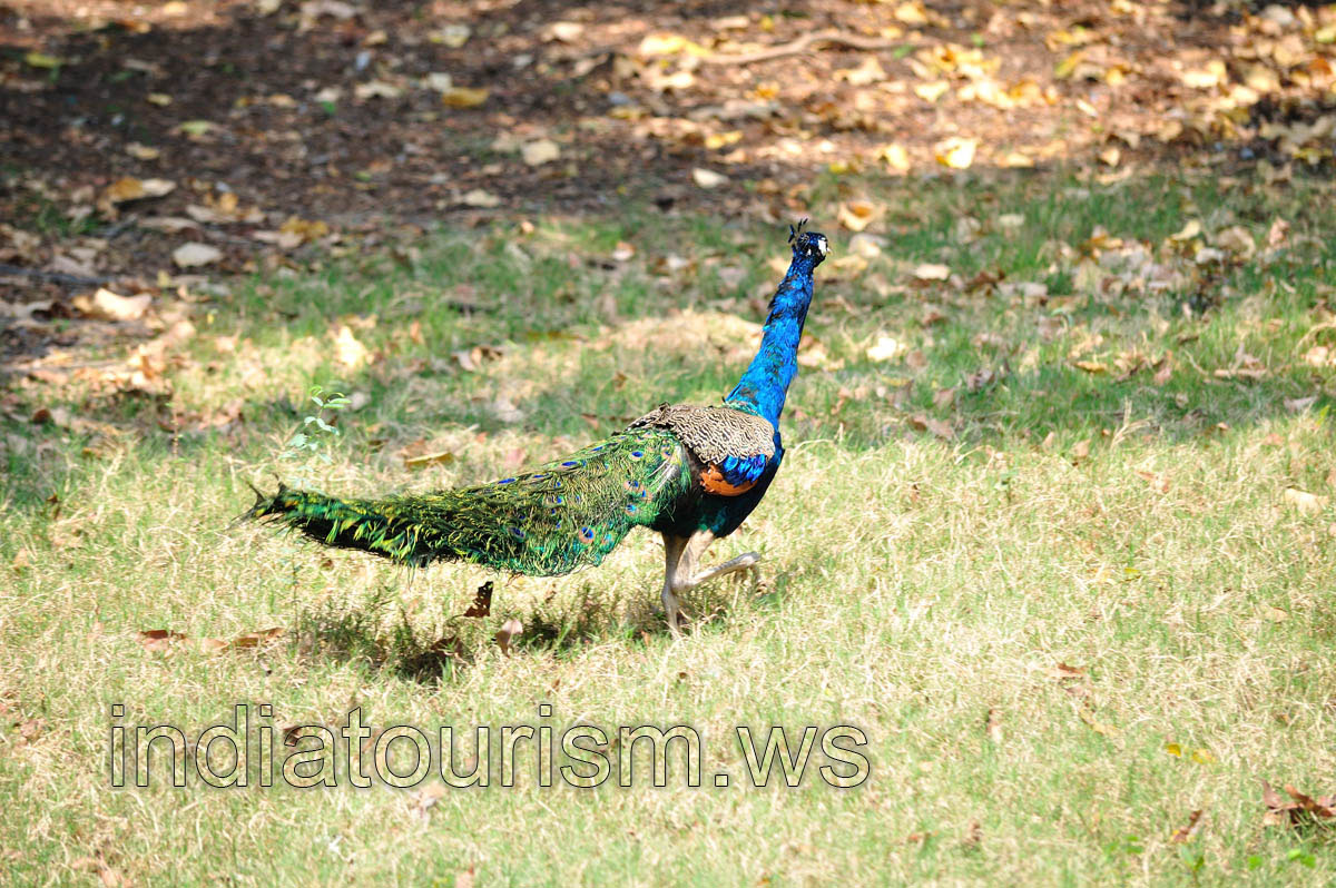 Running peacock