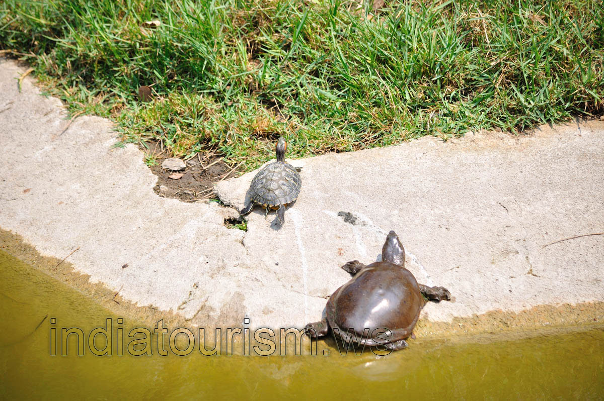 Small water turtles