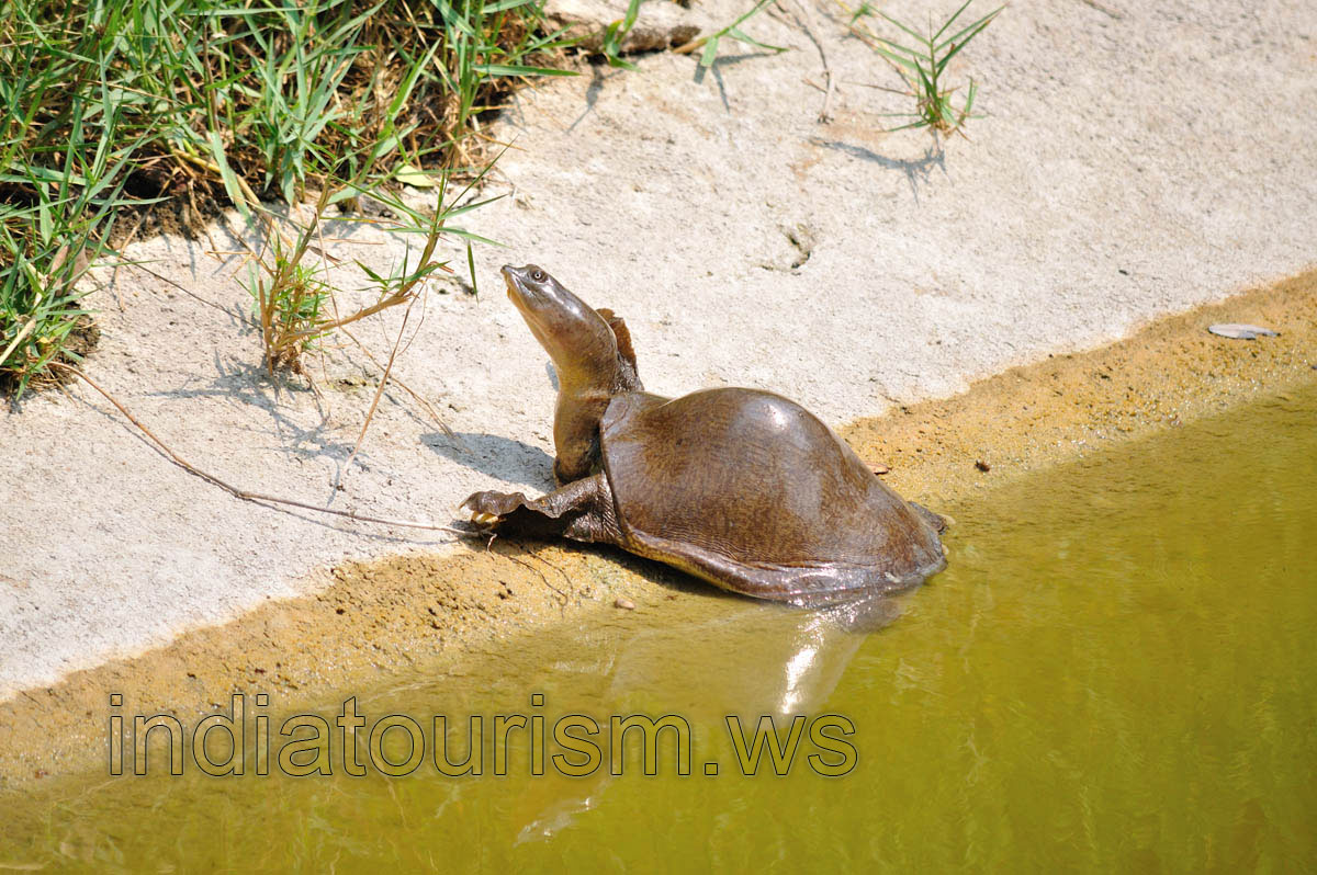 Water turtle with smooth shell