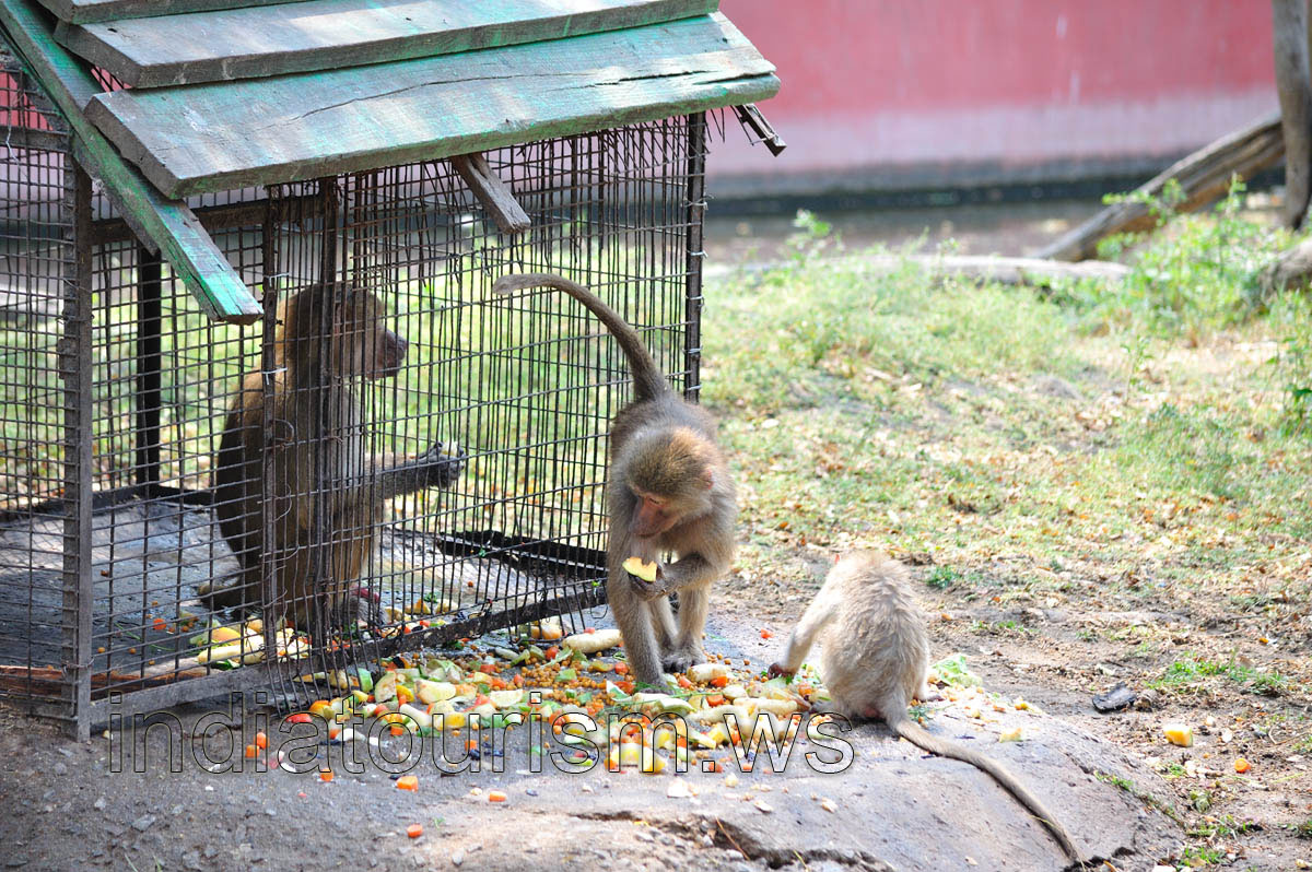 Olive baboons