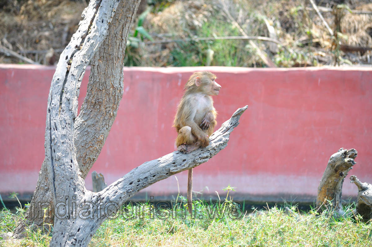 Long tailed baboon
