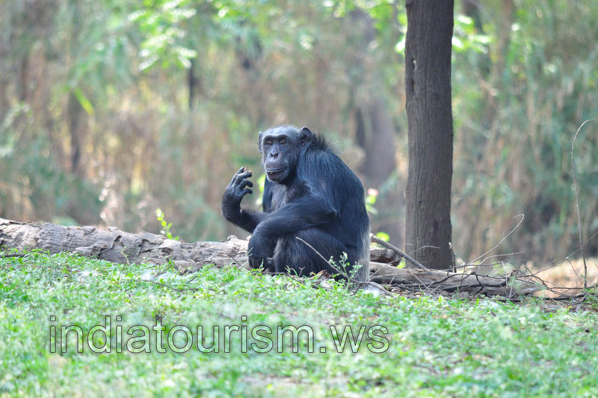 Chimpanzee
