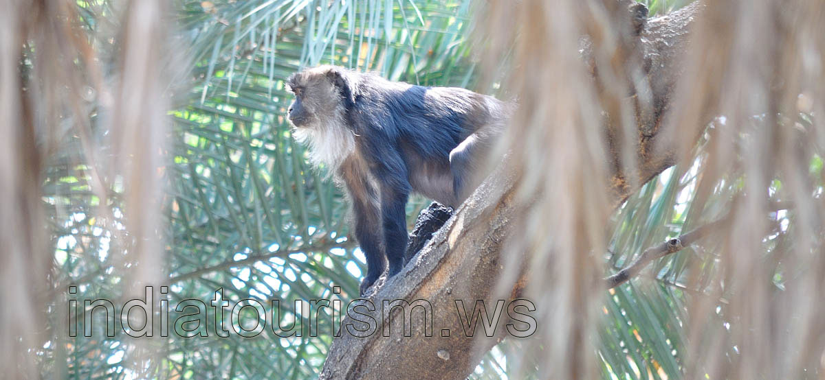Black macaque with white beard (Lion tailed macaque)