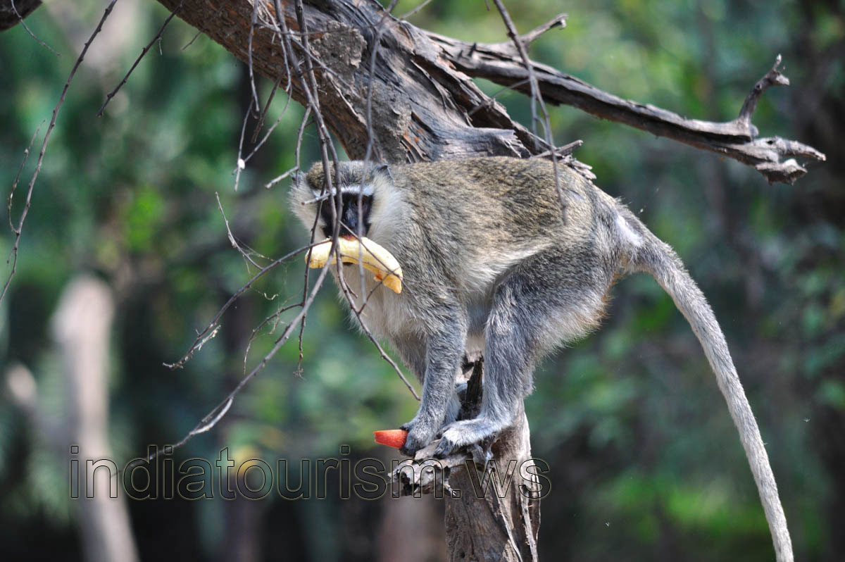Nilgiri langur with a banana