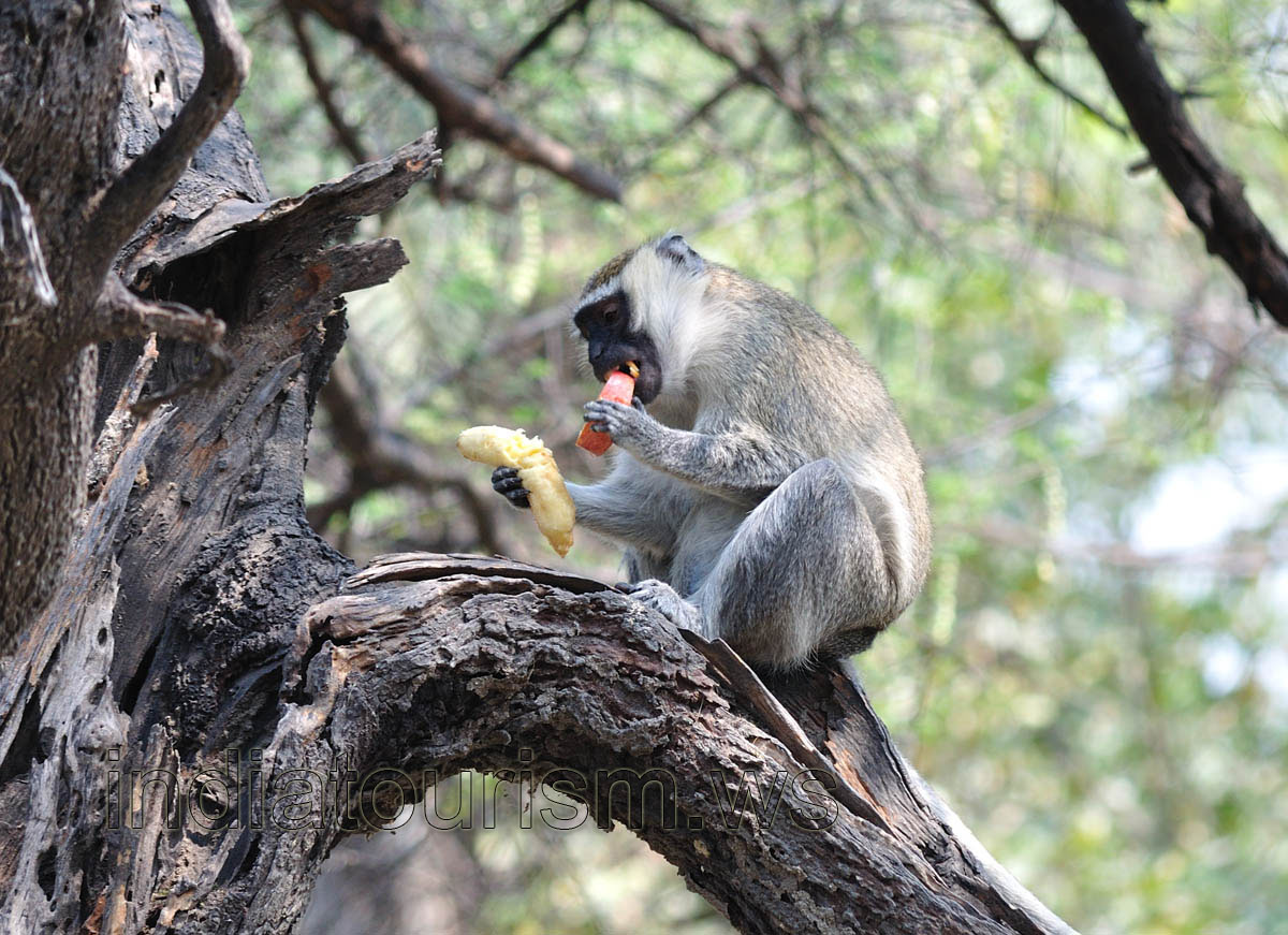 Macaque eats a banana