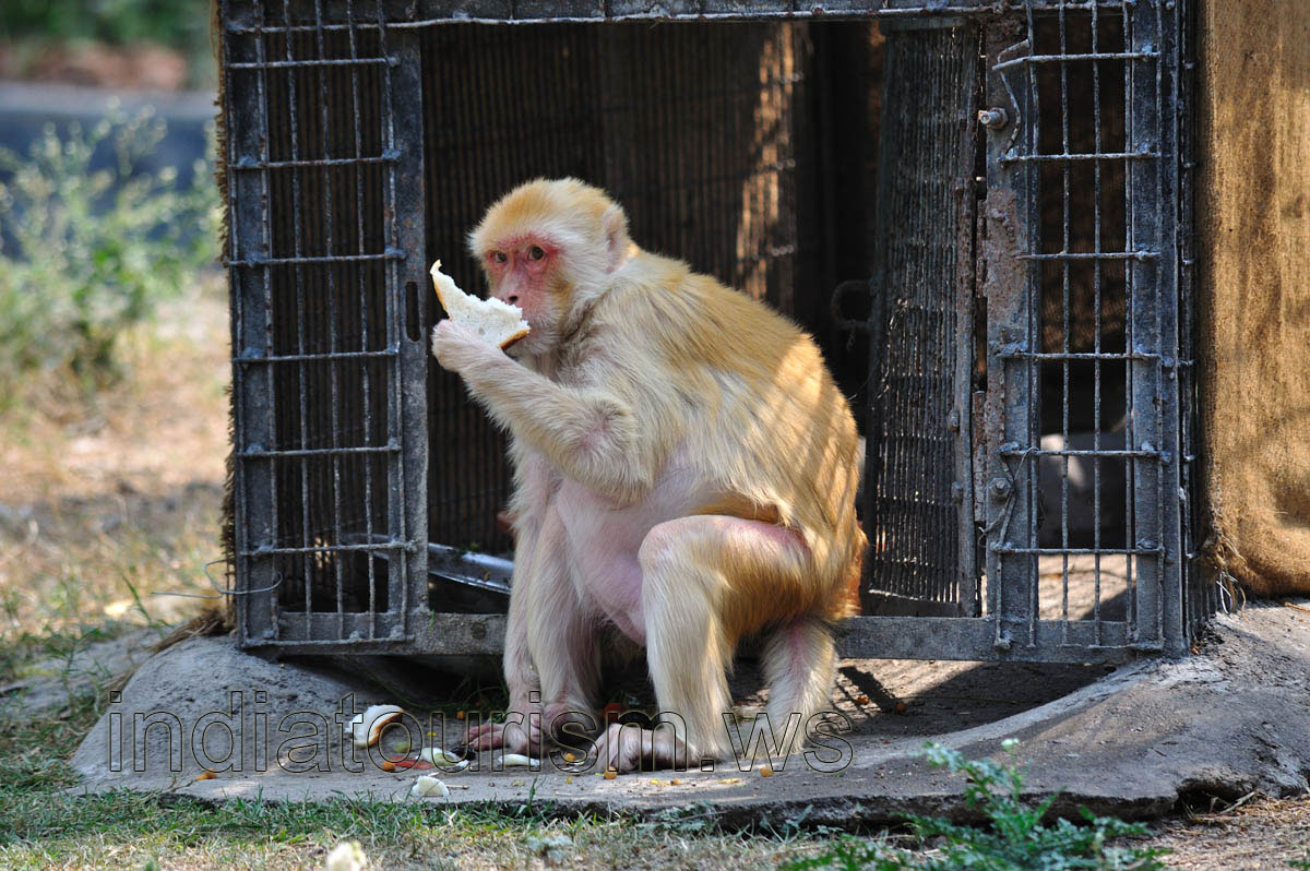 Macaque eats a bread