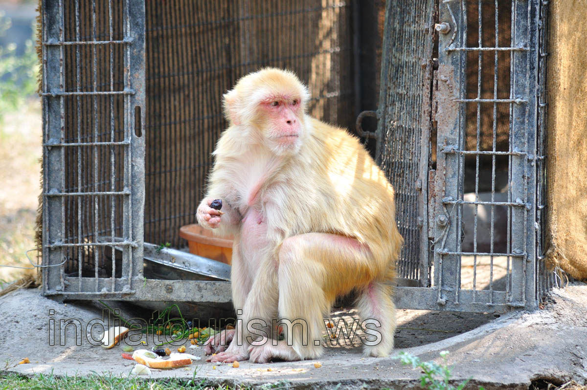 Macaque eats a dried date