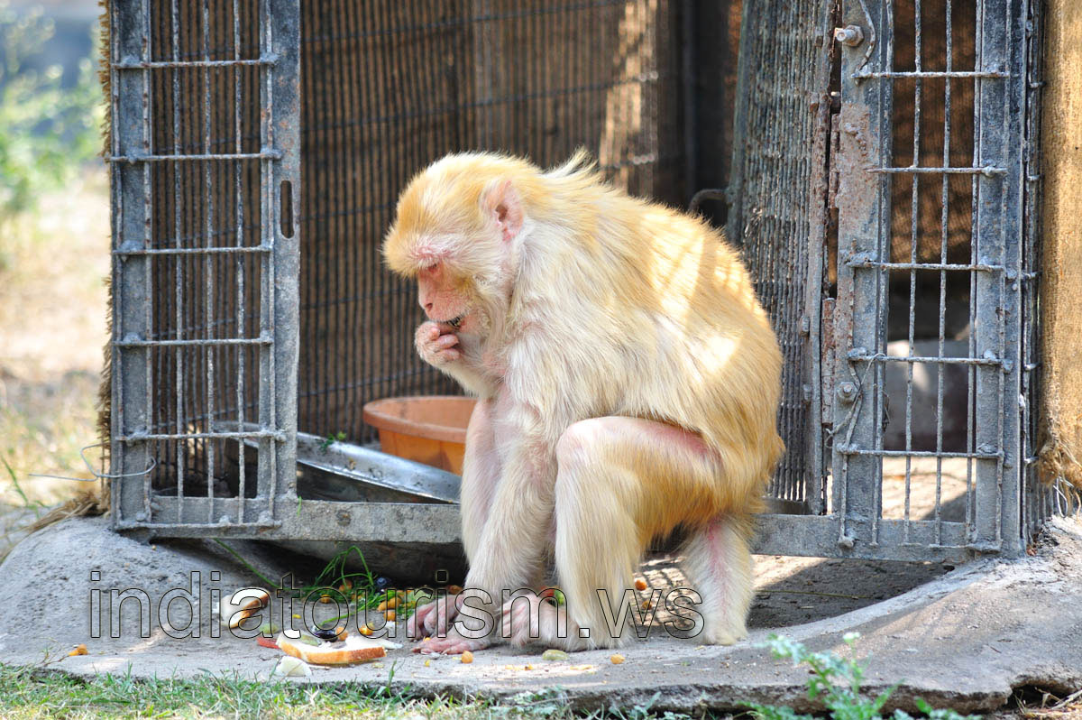 Orange monkey