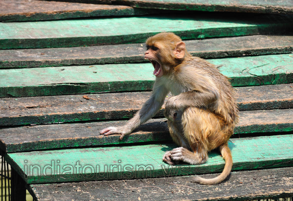 Baby monkey yawns