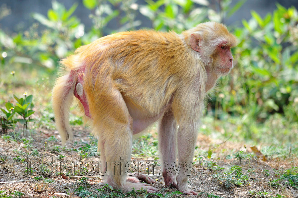 Strange monkey
