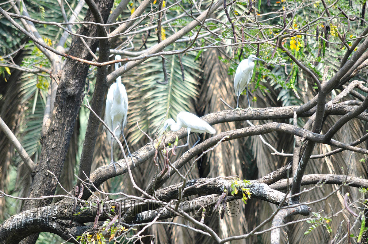 Indian white heron