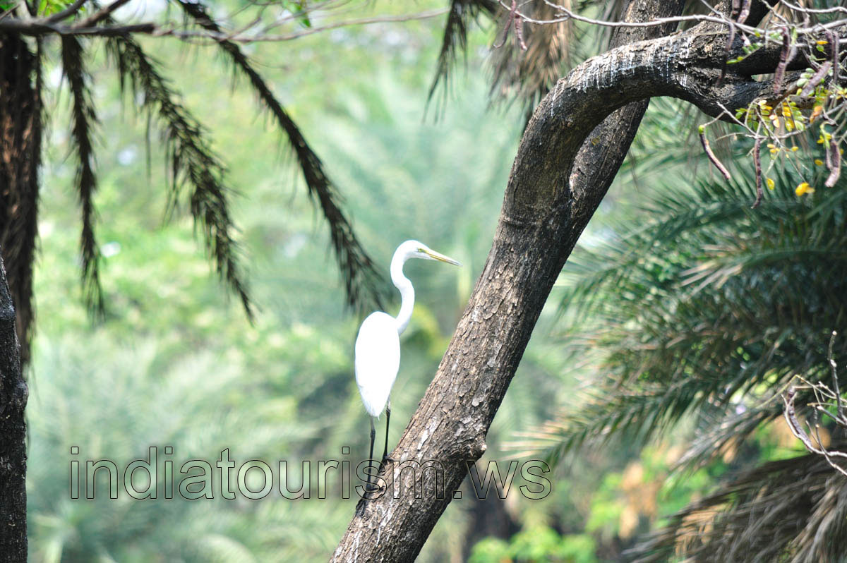 Indian white heron on a tree