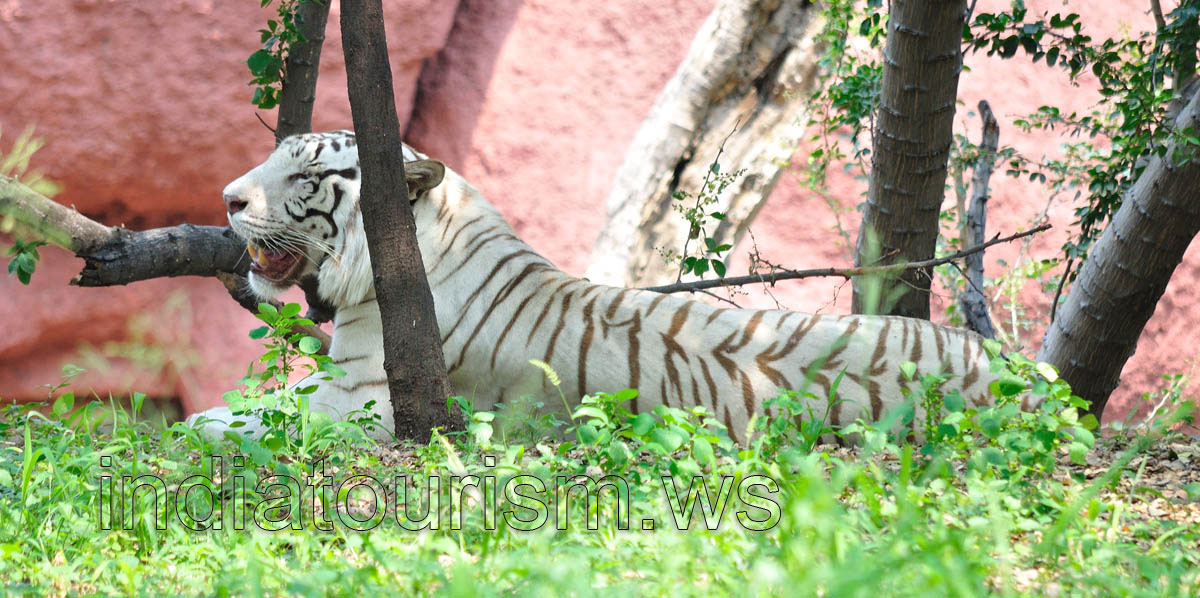White tiger