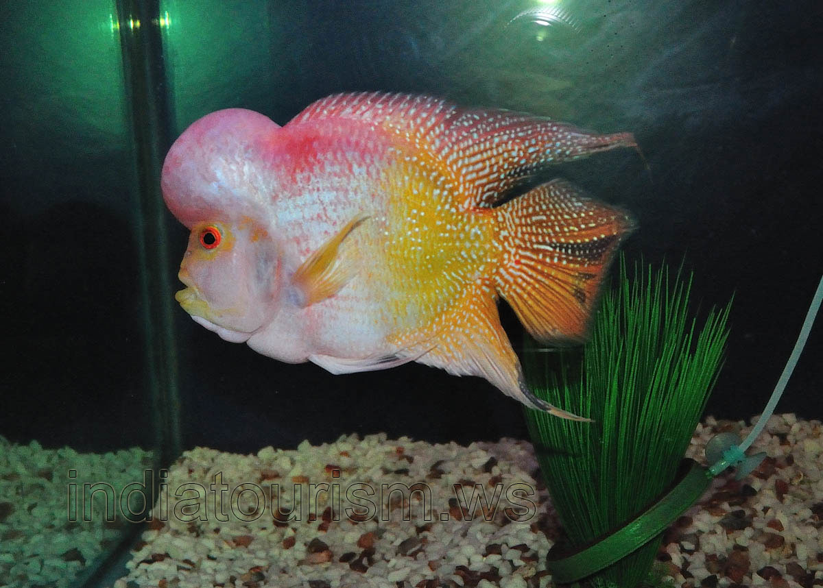 Albino flower horn fish