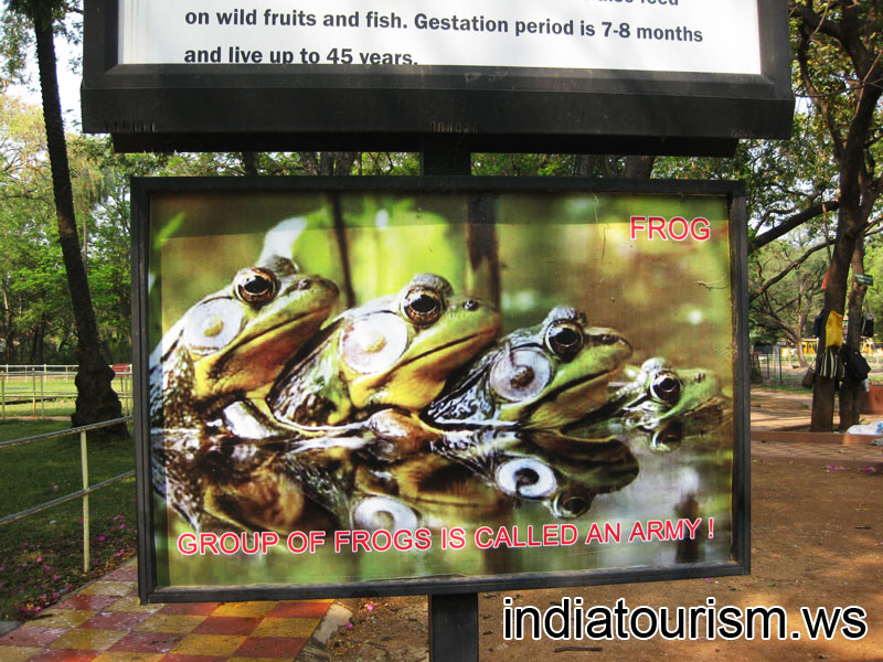 Group of frogs is called an army!