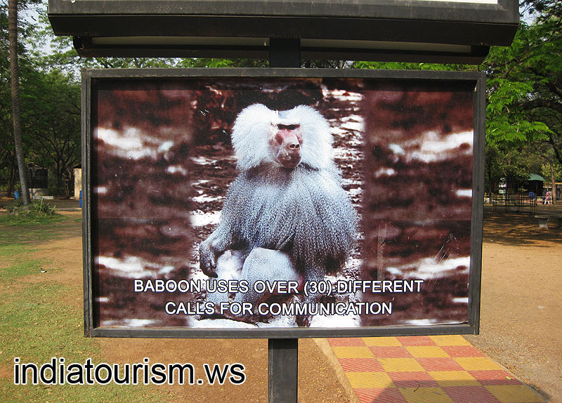 Baboon uses over 30 different calls for communication
