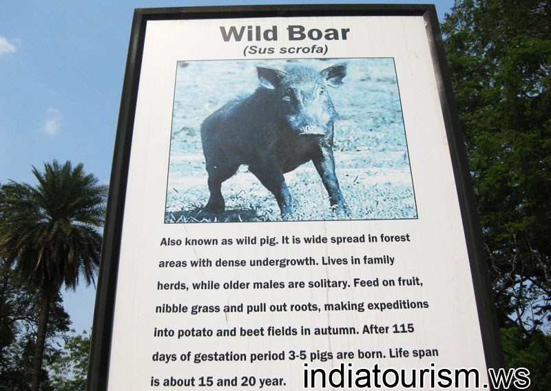 Wild Boar (Sus scrofa), information board