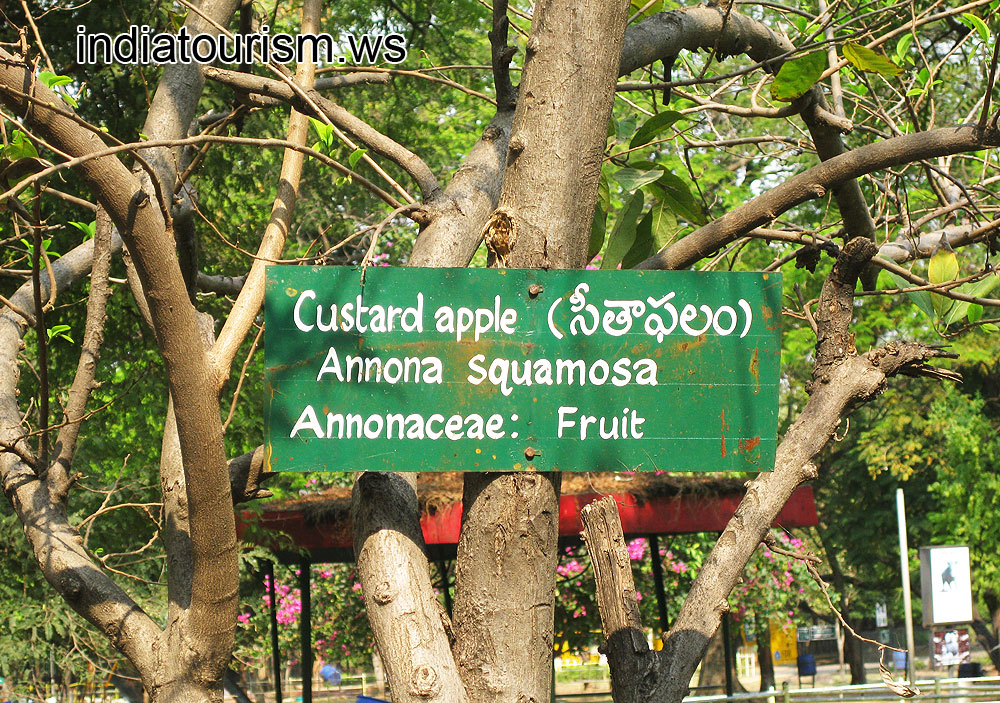 Custard apple