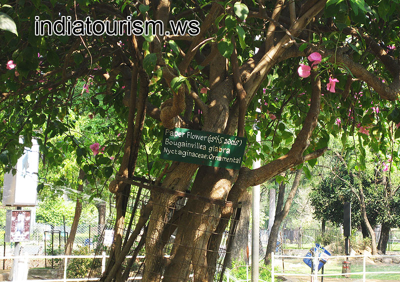 Paper flower (Bougainvillea glabra), the inscription