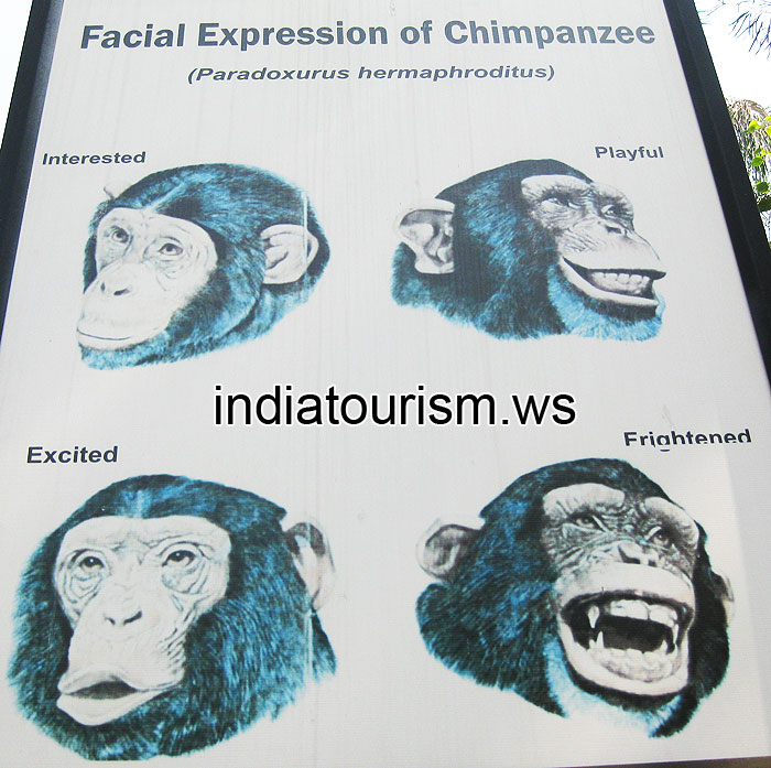 Facial expression of Chimpanzee
