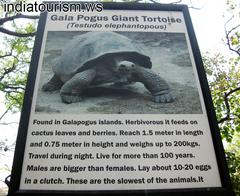 Gala Pogus Giant Tortoise, information board