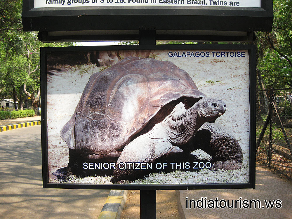 Galapagos tortoise is a senior citizen of the zoo