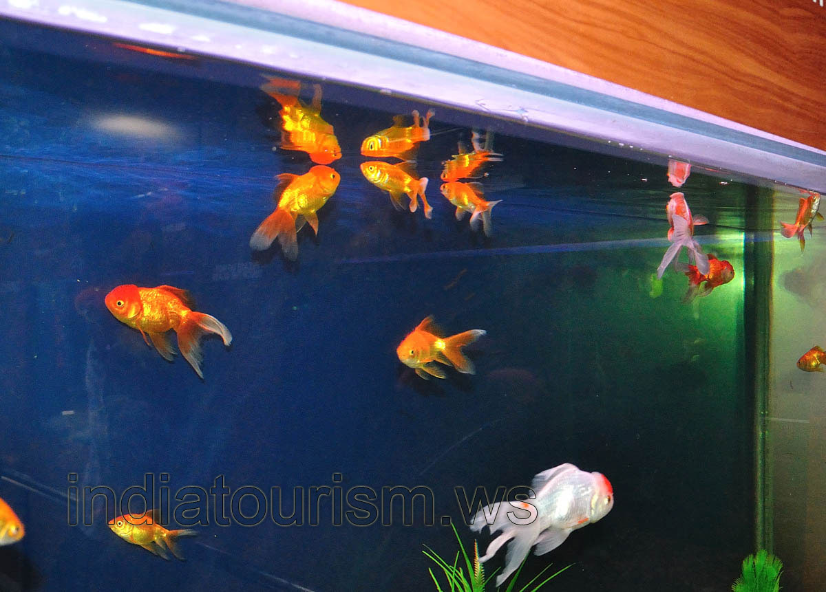 Lion head gold fish