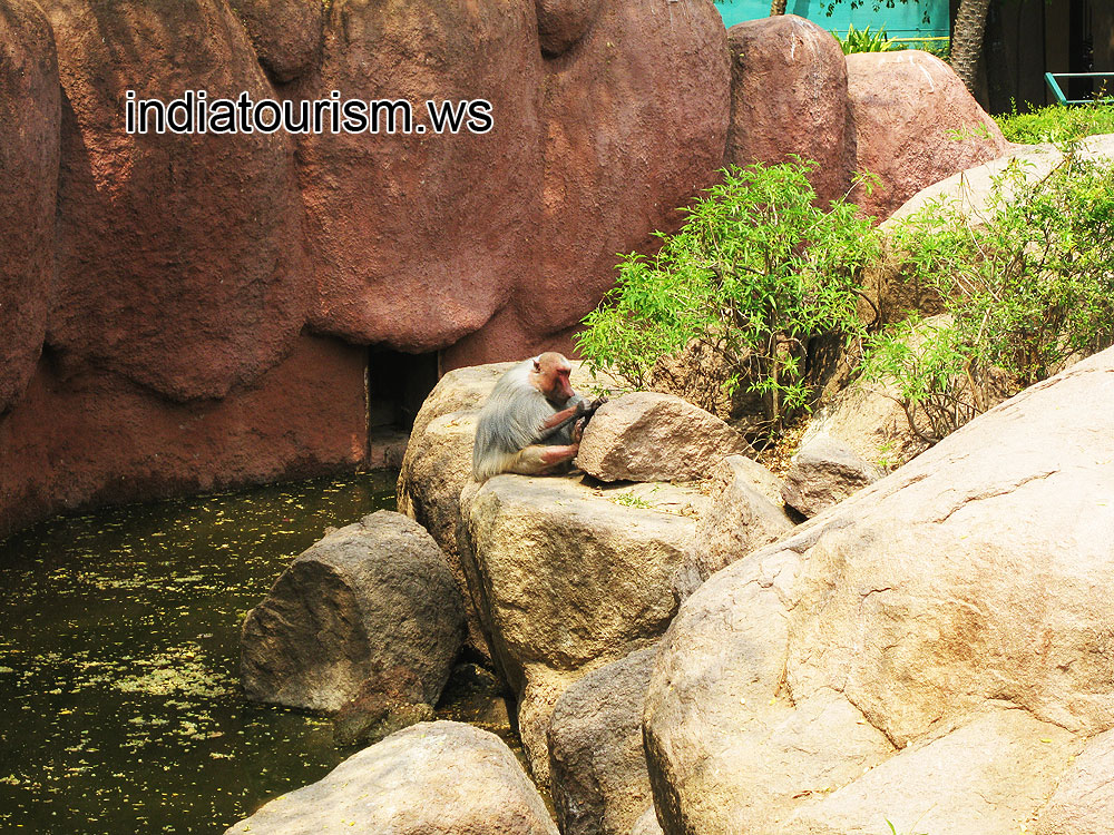 Sacred Baboon