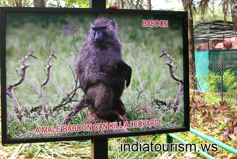 A male baboon can kill a leopard!