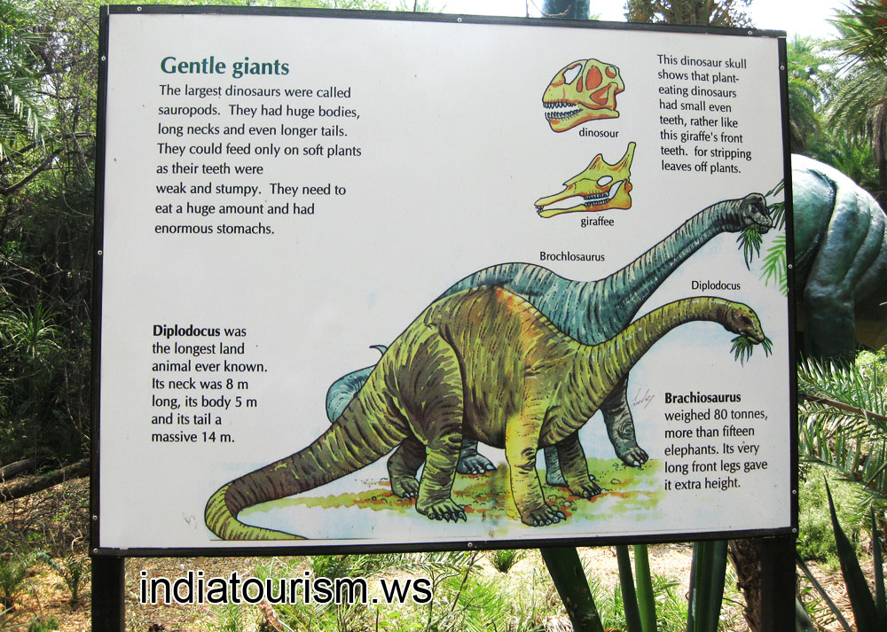Gentle giants: Diplodocus and Brachiosaurus