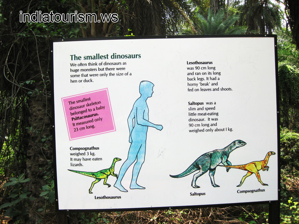 The smallest dinosaurs
