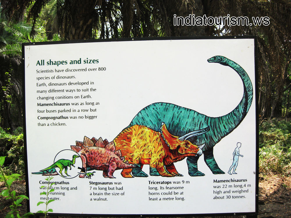 All shapes and sizes of dinosaurs