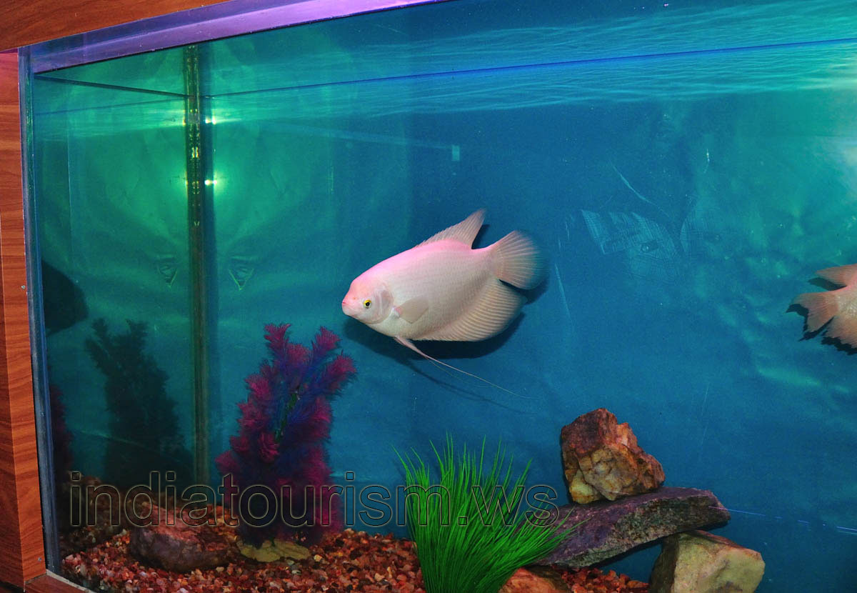 Albino oscar fish