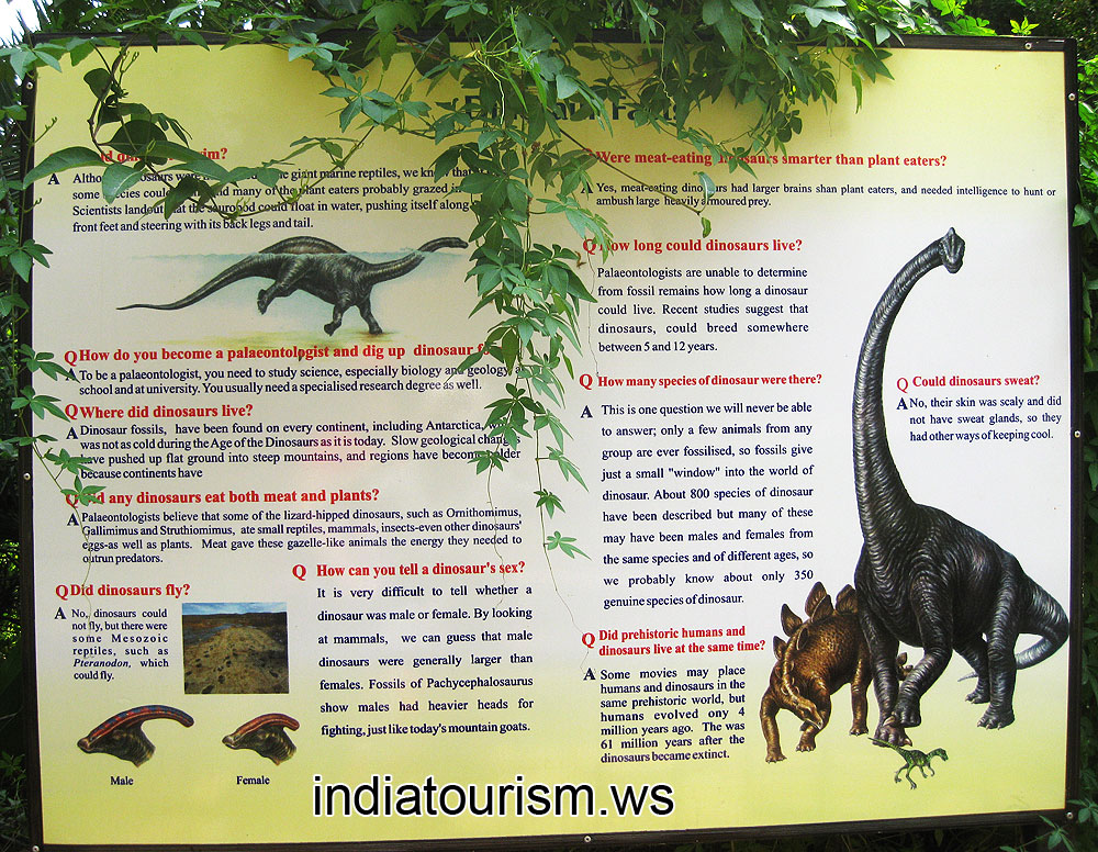 Different questions about dinosaurs