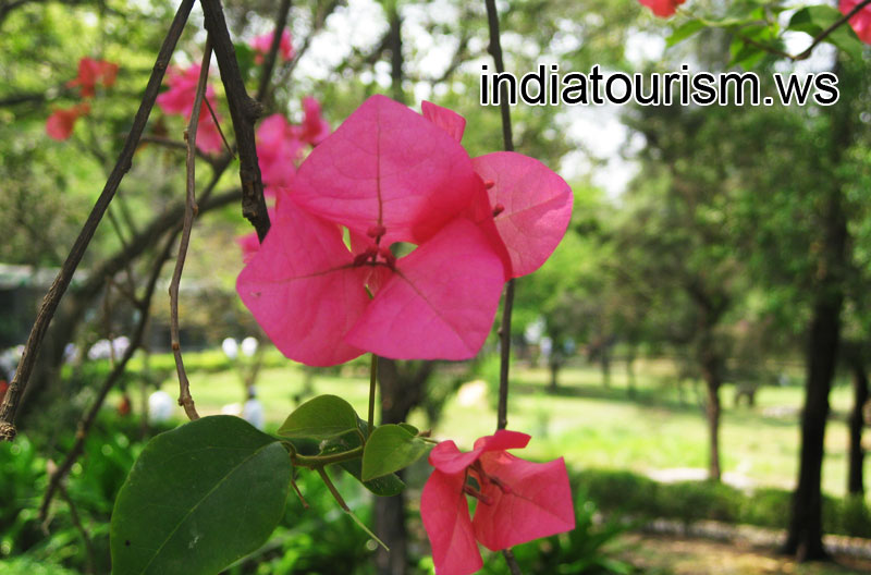 Magenta flower