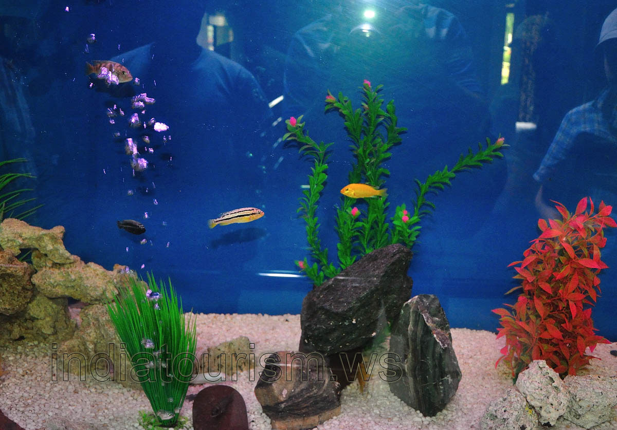 Small aquarium fish