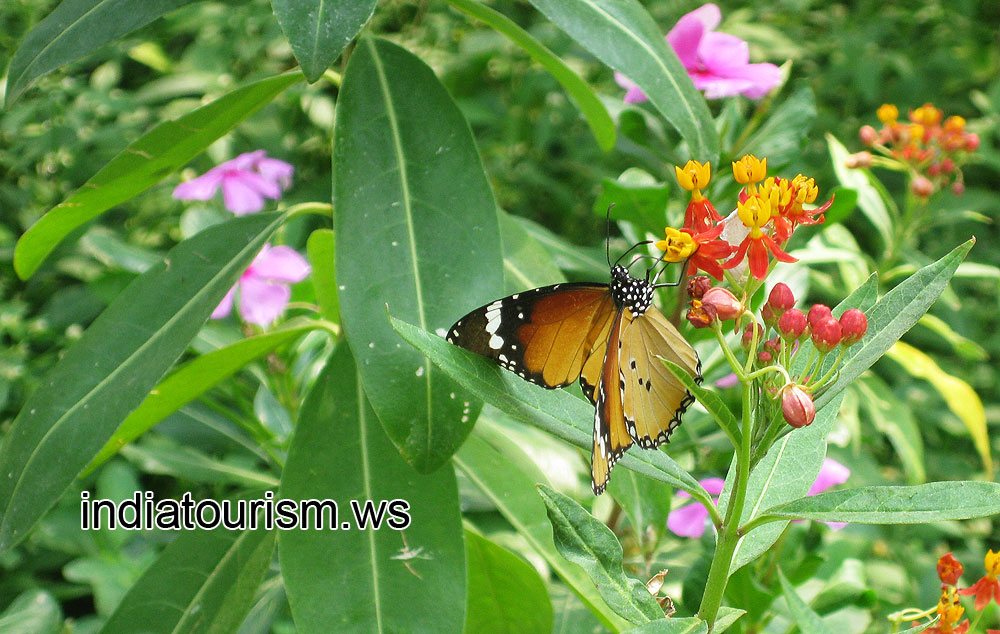 Butterfly with white-dotted black body