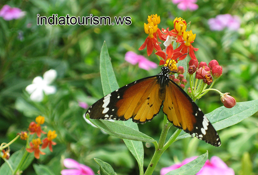 Butterfly World: White-dotted butterfly
