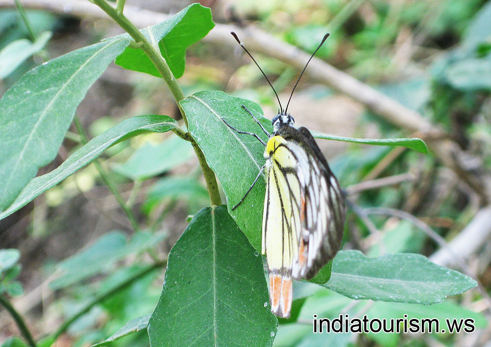 Butterfly with yellow-white-orange wings