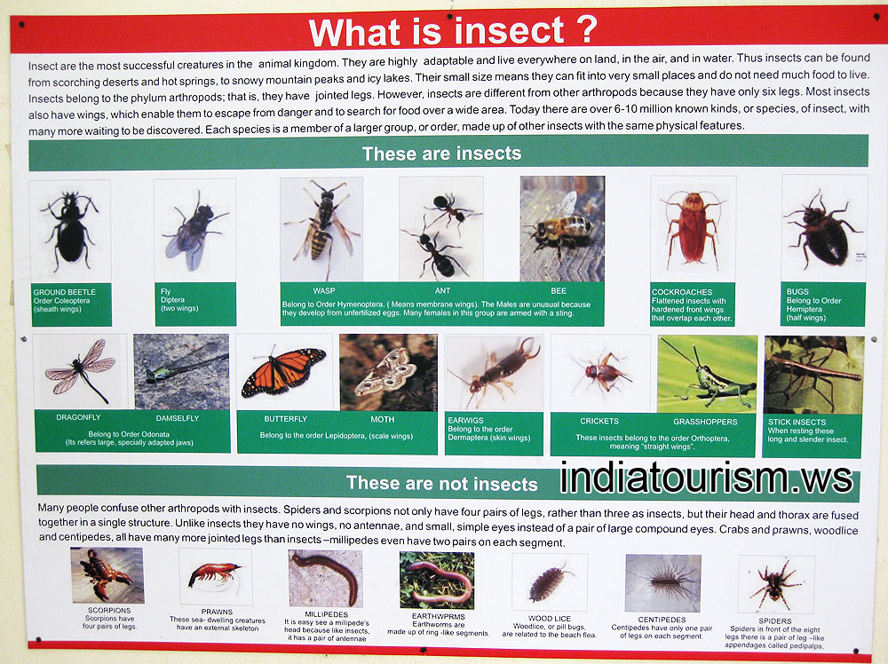 Insectarium: What is insect?
