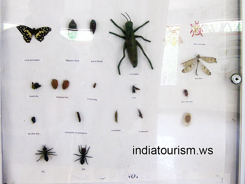 Insectarium: Lime butterfly