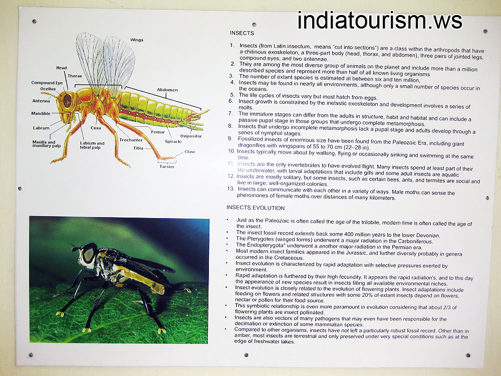 Insectarium: Insects evolution