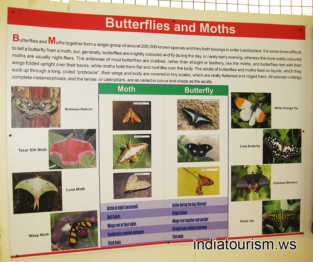 Butterflies and Moths