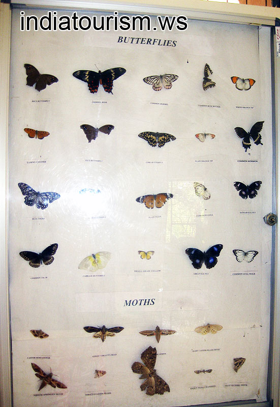 Butterflies and Moths collection