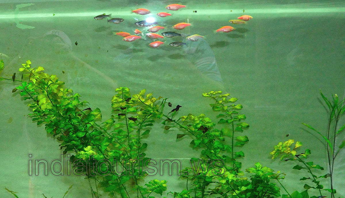 Rummy nose tetras fish